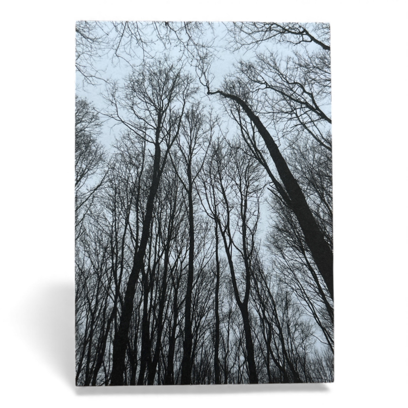 Postkarte „Forest“ – fotografische Waldsilhouette | Minimalistisches Naturmotiv | 350 g Offsetpapier DIN A6