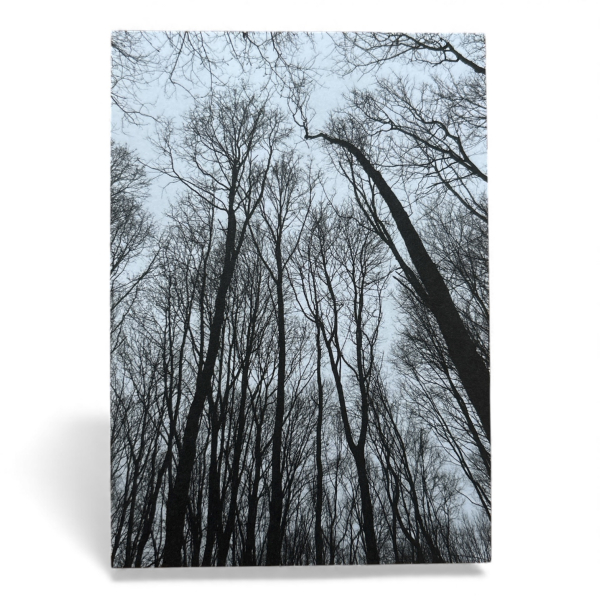 Postkarte „Forest“ – fotografische Waldsilhouette | Minimalistisches Naturmotiv | 350 g Offsetpapier DIN A6